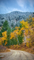 Naklejka premium Autumn Snowfall on pine trees and bright yellow colored foliage of aspen trees against blue sky along dirt road in Crazy Woman Canyon at the Bighorn Mountains, Wyoming