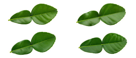 Fototapeta premium Collection of four fresh green kaffir lime leaves isolated on a white background.