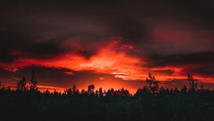 Fiery Sky over Dark Forest