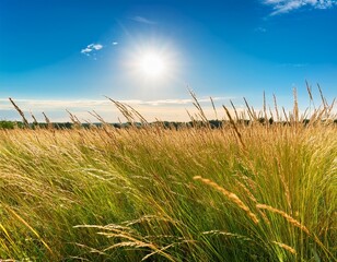 a gentle summer breeze ruffles the tall grass in a sun drenched meadow creating waves of green and gold under a bright blue sky rural light