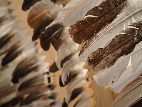 Traditional Eagle Feather Detail