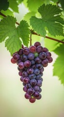 Fototapeta premium Ripe purple grape clusters hang heavily from the lush green vines, ready for the seasonal harvest and winemaking process, organic produce, plump, cultivation
