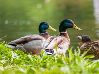Obraz premium A duck stands on its paws with a blurred background.