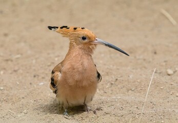 Eurasian hoopoe © Hana