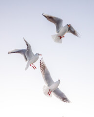 Group of seagulls flying over Gdynia, Poland