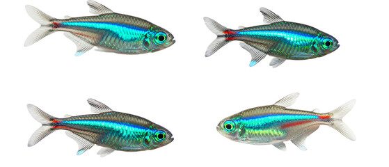 Collection of four vibrant green neon tetra fish isolated on a white background.