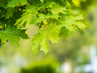 Spring branches of maple tree with fresh green leaves. Acer saccharinum, silver maple
