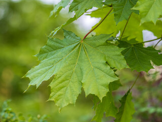 Fototapeta premium Spring branches of maple tree with fresh green leaves. Acer saccharinum, silver maple