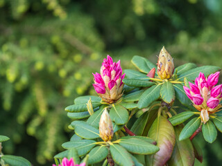 Pink flowers of Siberian rhododendron copy space. Rhododendron dauricum. Spring flowering of Altai rhododendron.