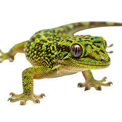 Fototapeta premium A vibrant green gecko with yellow spots on transparent background