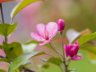 Fresh pink flowers of a blossoming apple tree with blured background