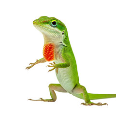 Fototapeta premium A vibrant green lizard standing on a transparent background with its throat displayed