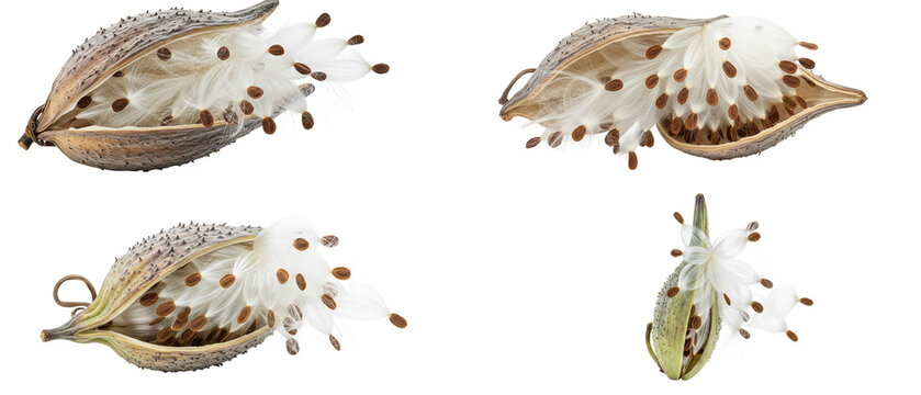 Collection of open milkweed pods showing seed dispersal with silky floss on a white background.
