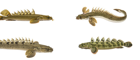 Collection of Senegal Bichir fish Polypterus senegalus isolated on a white background.