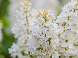 Fototapeta premium White Blooming Lilac Flowers in spring with blured background