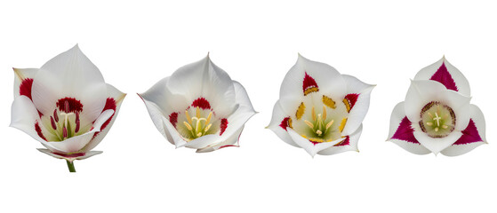 Four beautiful Mariposa Lily Calochortus flowers isolated on a white background.