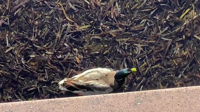 An aerial view of a drake and a duck swimming in a canal. Surrounding them are numerous small fragments of seaweed left by a storm. Majorca, Spain.