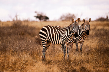 Obraz premium zebra in the savannah