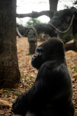 Obraz premium Gorilla looking sadly and sternly into the distance 