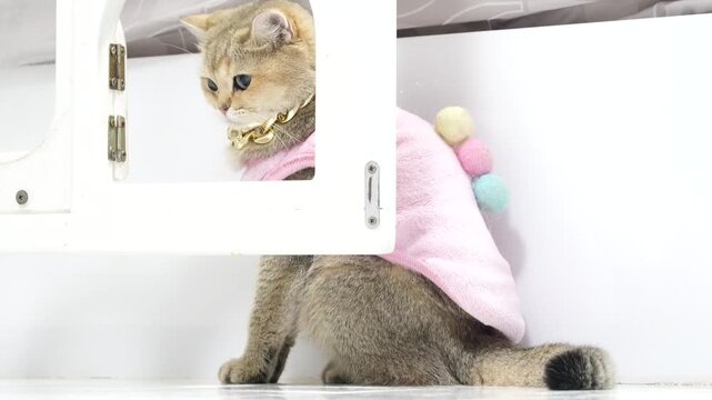 Playful and Stylish Cute Cat in Pink Outfit with Fluffy Fur and Colorful Pom Poms Beside White Cabinet, Showcasing Adorable Animal Charm and Personality