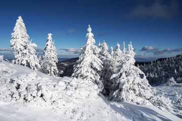 Snow Covers Trees on a Winter Day in Lesser Poland
