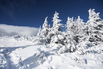 Fototapeta premium Snow Covers Trees in Forest on a Sunny Winter Day in Poland