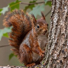 Fototapeta premium Red squirrel peeking behind tree trunk