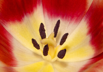 A macro photograph of the center of a red and yellow tulip flower, showcasing its reproductive parts stamens and the pistil