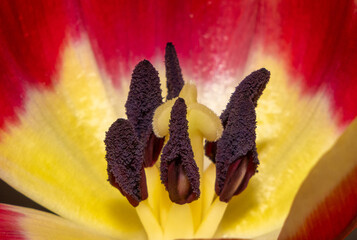 Close-up of the pistil and stamens of a tulip flower