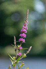 Close up of purple loosestrife (lythrum salicaria) flowers in bloom