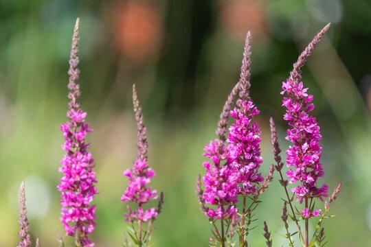 Close up of purple loosestrife (lythrum salicaria) flowers in bloom
