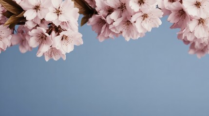 Delicate pink cherry blossoms against a clear blue sky background