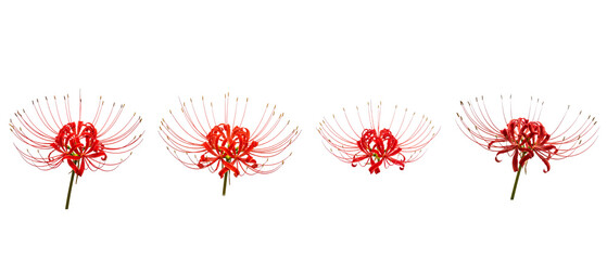Set of four beautiful red spider lily flowers on white background.