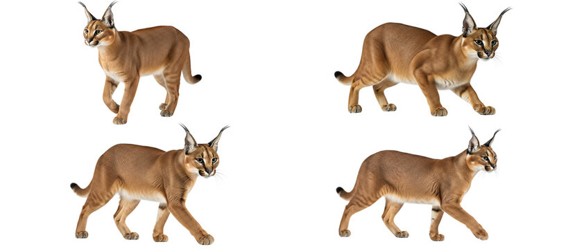 Set of four caracal wild cats walking in profile isolated on a white background.