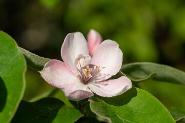 Close up of a pink flower on a quince (cydonia oblonga) tree
