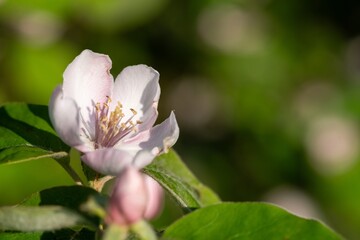 Close up of a pink flower on a quince (cydonia oblonga) tree