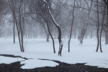 Fototapeta premium Bare trees on a snowy foggy morning in the park