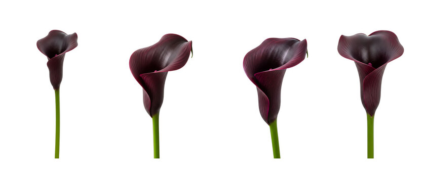 Set of four elegant dark purple calla lily flowers isolated on a white background.