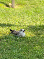 Young seagull resting on green grass in sunlight with open beak close-up. Wildlife, adaptation, and natural presence in outdoor environment and daily survival.