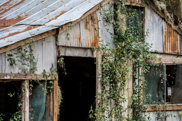 Abandoned Overgrown Barn With Rusting Metal Roof and Sides