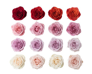 PNG image of&nbsp;Sixteen stunning, perfectly bloomed hybrid tea roses showcasing vibrant color variations and intricate petal details on transparent background