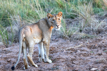 Obraz premium A majestic female lion stands with power on the African savannah in Kruger National Park, South-Africa