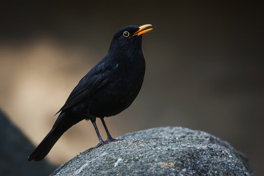 Blackbird (Turdus merula) sitting on a branch and observing surroundings