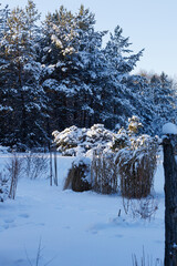 view of a field in the snow with trees and grass
