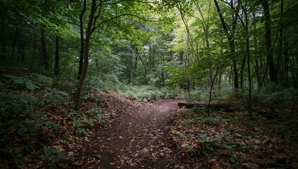 Obraz premium Walking Path Through a Green Forest With Trees and Foliage on a Cloudy Day