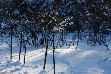 view of a field in the snow with trees and grass