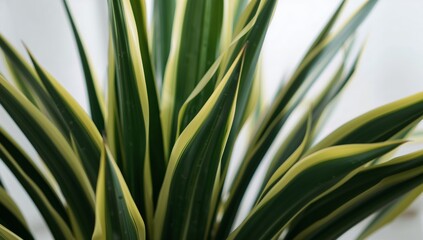 Fototapeta premium Close-up of Green and Yellow Plant Leaves With Water Droplets on a Light Background