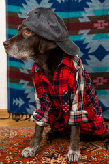 Labrador Retriever Dog in red shirt and gray baseball cap sits on floor with sad face. animals are like people, taking care of dog. pedigreed domestic pet, posing, animal clothing. High quality photo