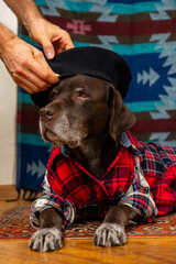dog in a red shirt and black beret is lying on floor with sad face. owner's hands adjust the hat on pet's head. Animals are like people, taking care of a dog. portrait