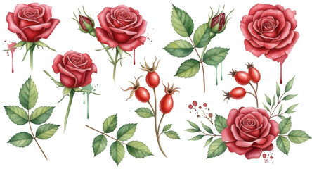 Valentine Red roses with dew drops rose hips and green leaves on transparent background watercolor style